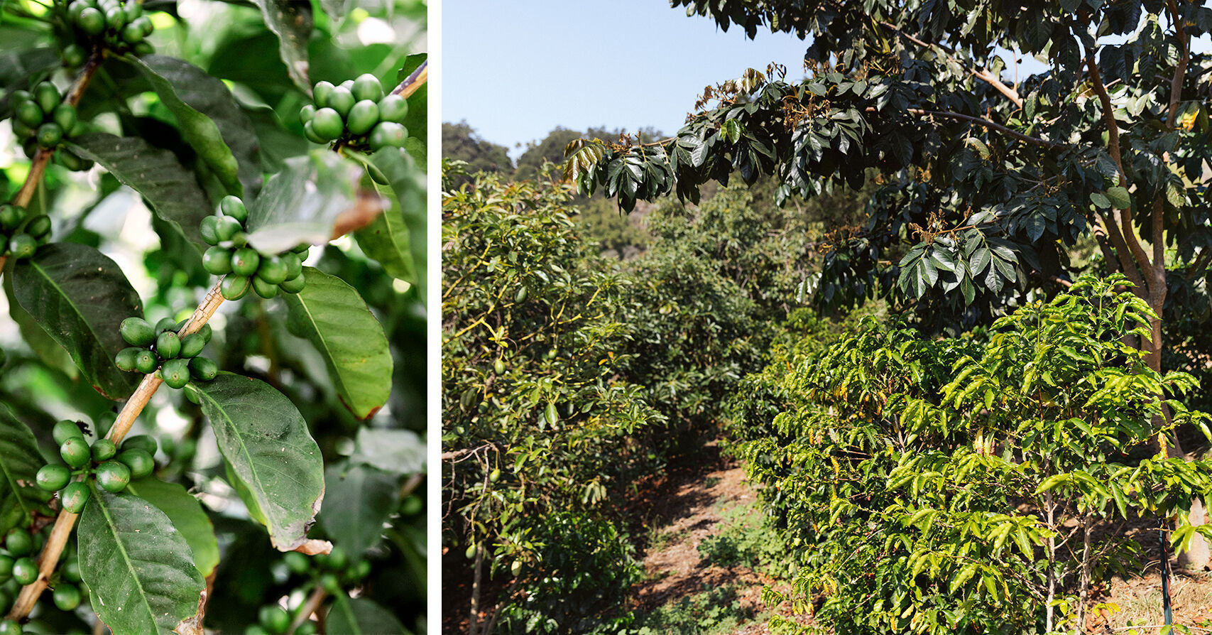 Frinj coffee trees